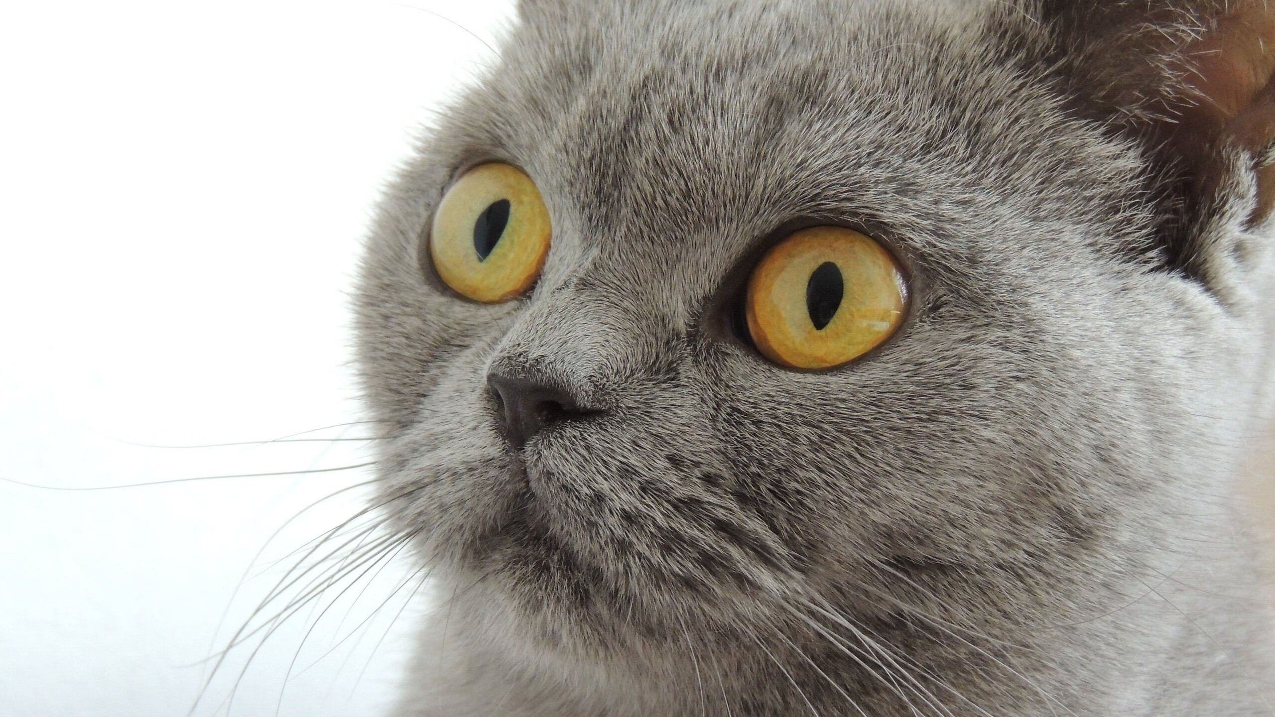 绝杀者诗歌，当利拉德的时间成为唯一的信仰