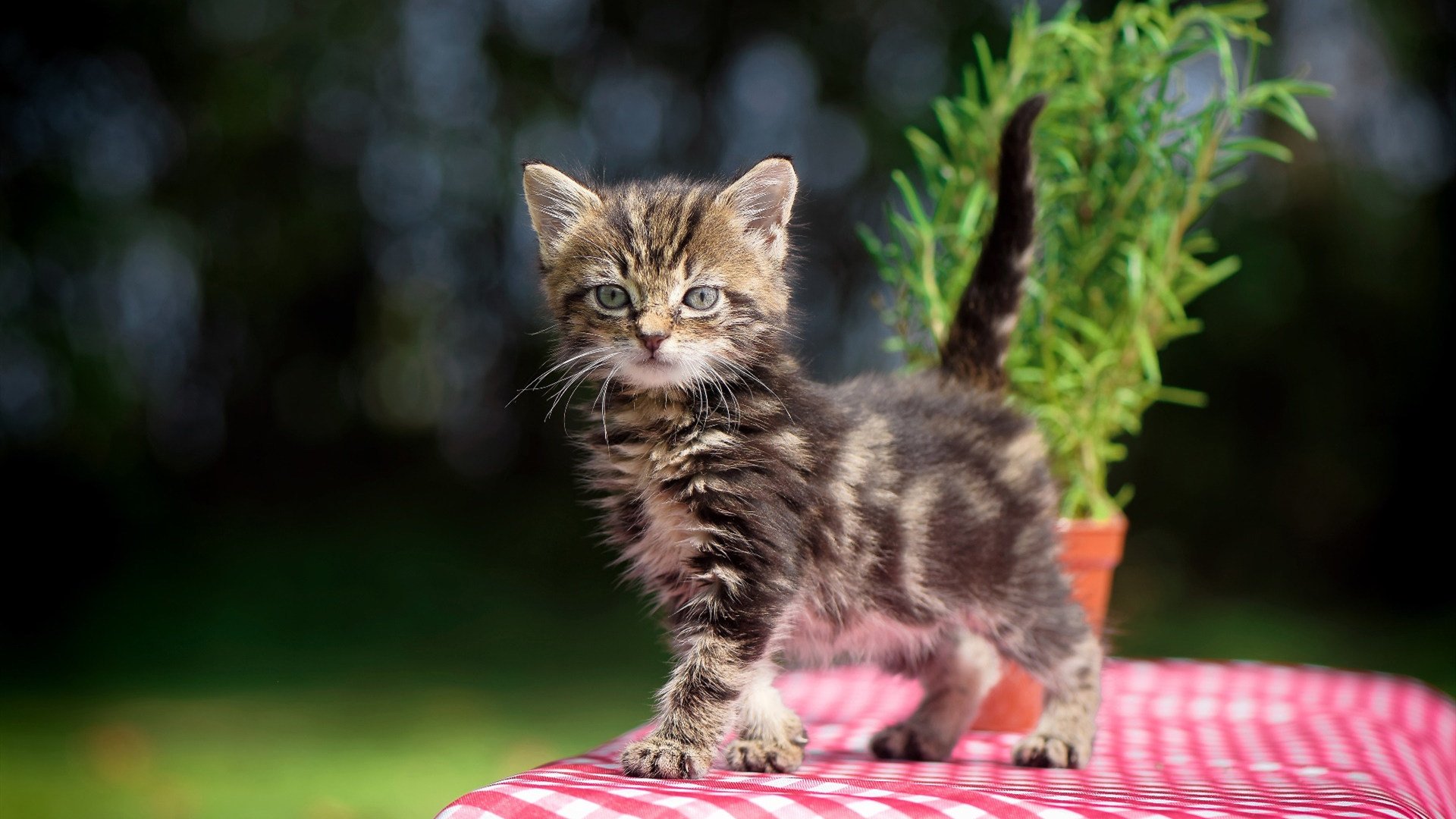 冷血热火掀翻费城，西亚卡姆利刃持续撕裂防线