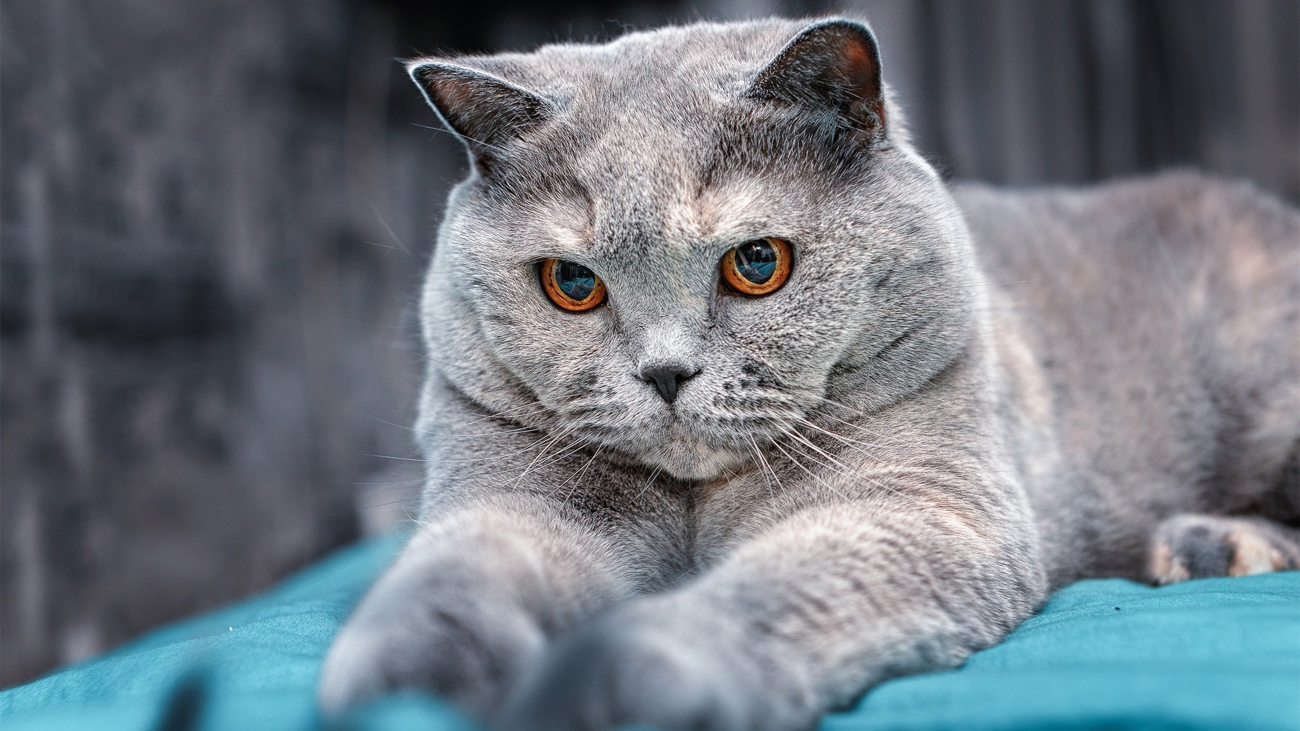 绝命封盖！英格拉姆化身关键先生，助广厦队力克宿敌北京队