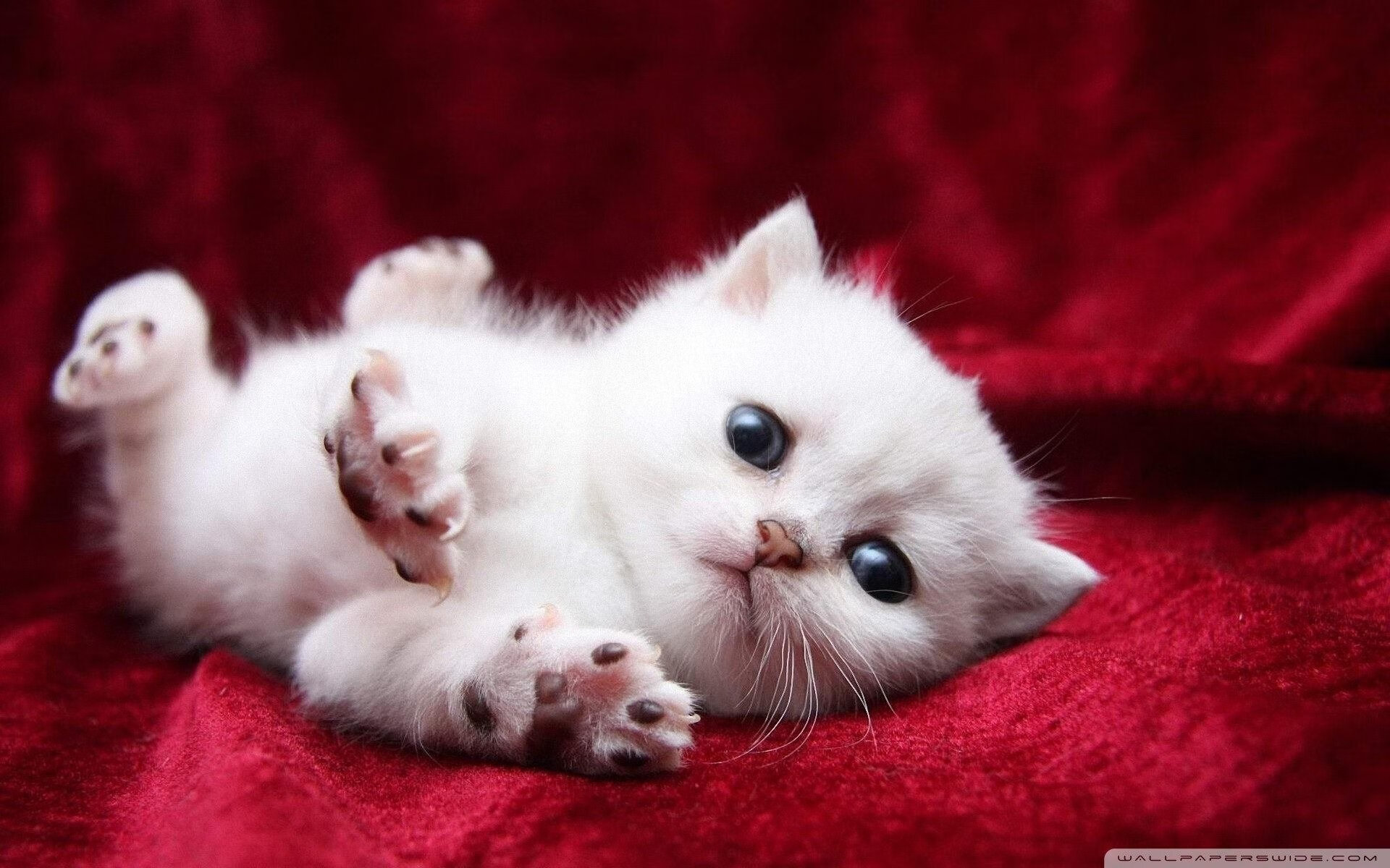 骑士对阵广东队，当钢铁丛林里的孤狼，咬碎了广东的商业密码