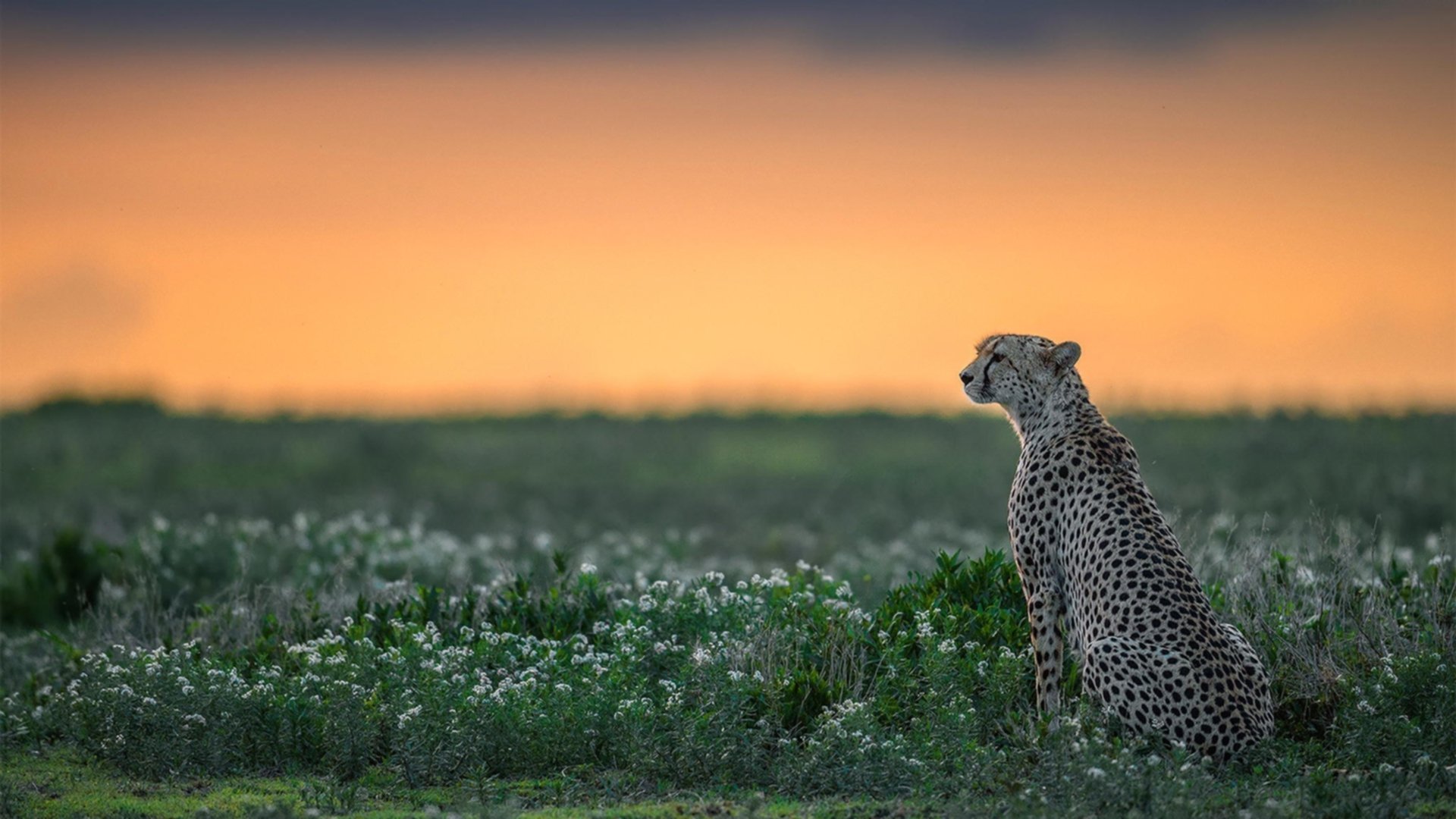 银箭破晓，库里在掘金绝命弯道接管总冠军