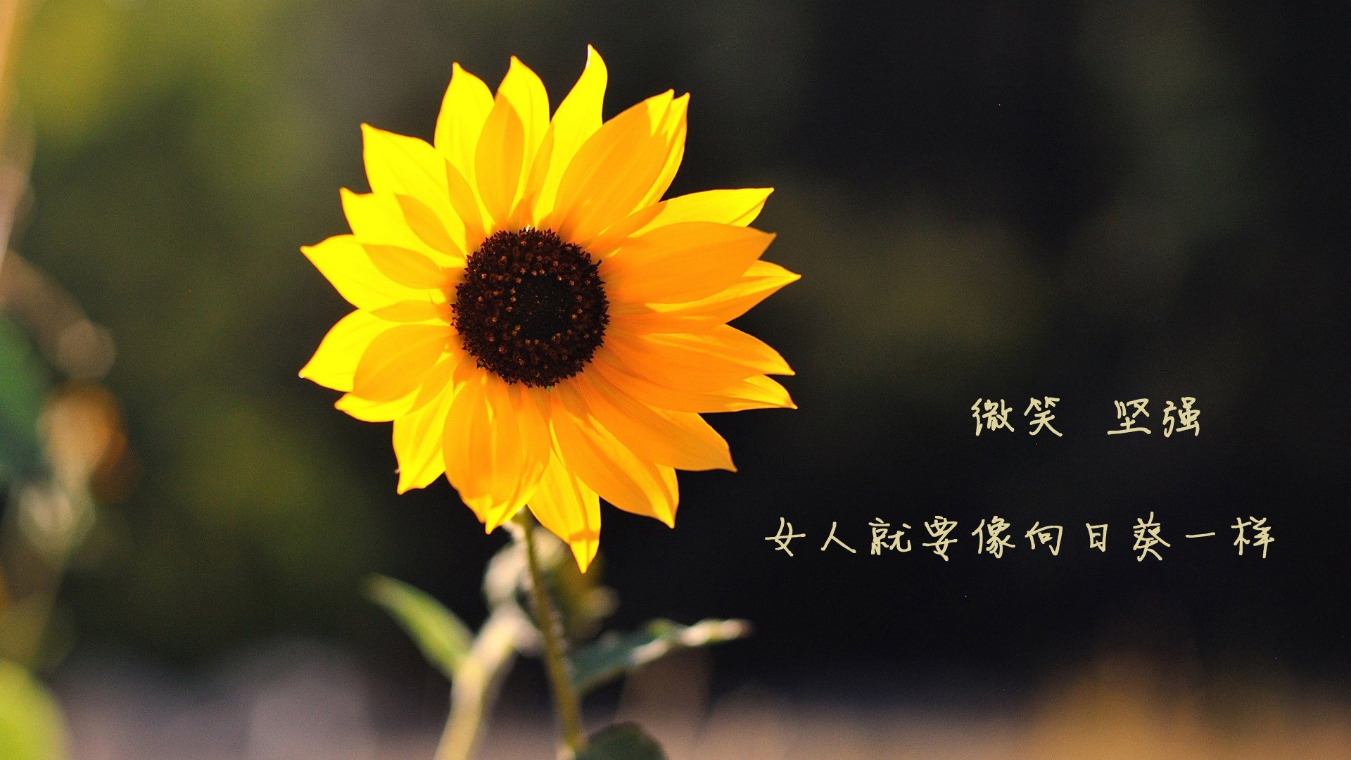 从梅阿查到巴格达，一记铲断如何终结了钟表匠的精密齿轮