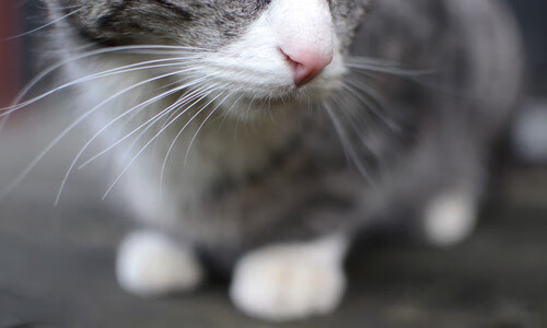 唯一纪录！雄鹿险胜雷霆，成为联盟季后赛抢七战最特殊赢家