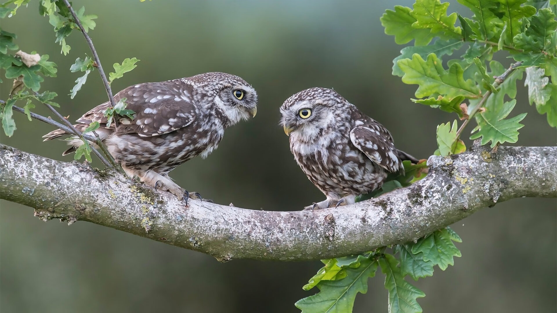 当巴西黄遇见摩纳哥红,三笘薰的独一舞步撕裂了时空