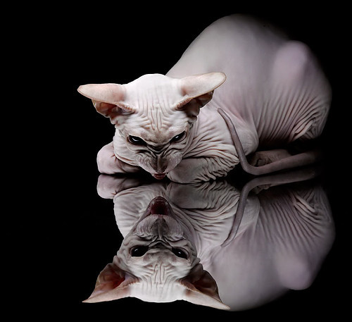 同一个纪录之夜，克莱得分爆发，雷霆青春风暴终结步行者