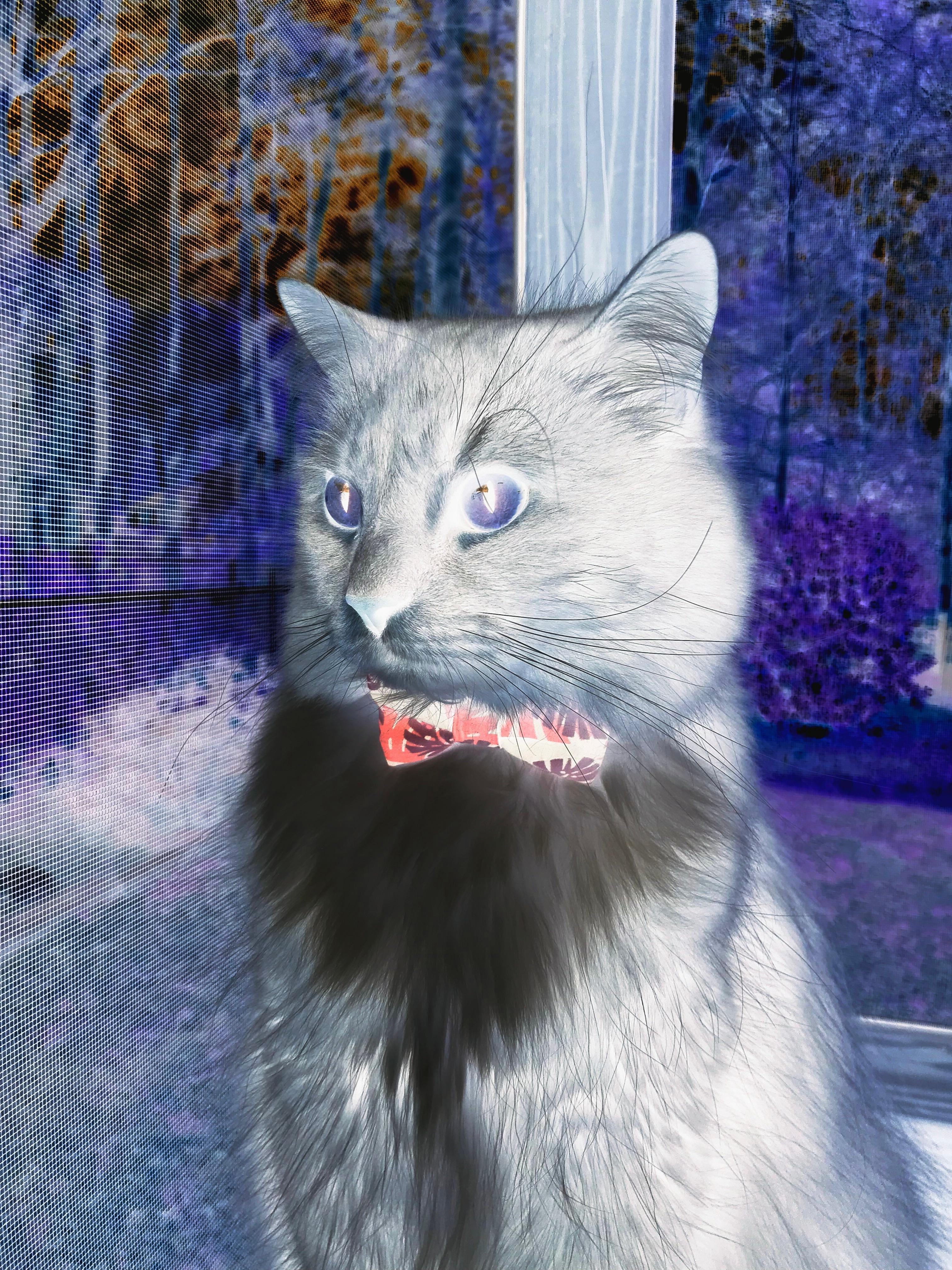 双星闪耀时，从老鹰绝杀到贝恩接管，关键基因如何炼成