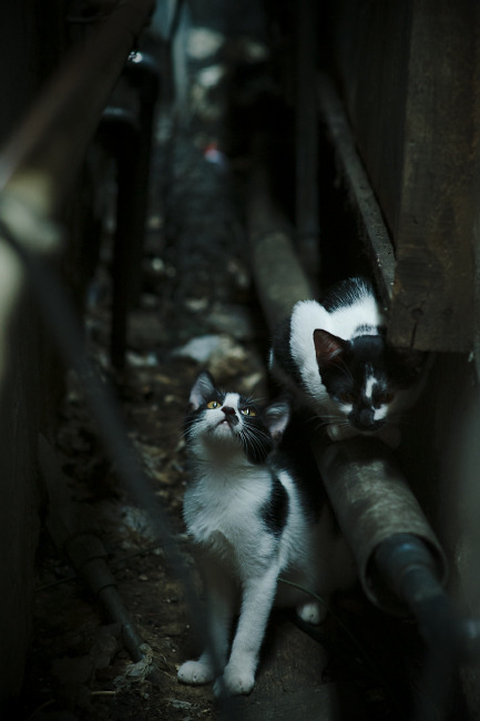 神盾拉亚,巴西以钢铁防线与火焰进攻,稳稳熔铸尼斯之夜