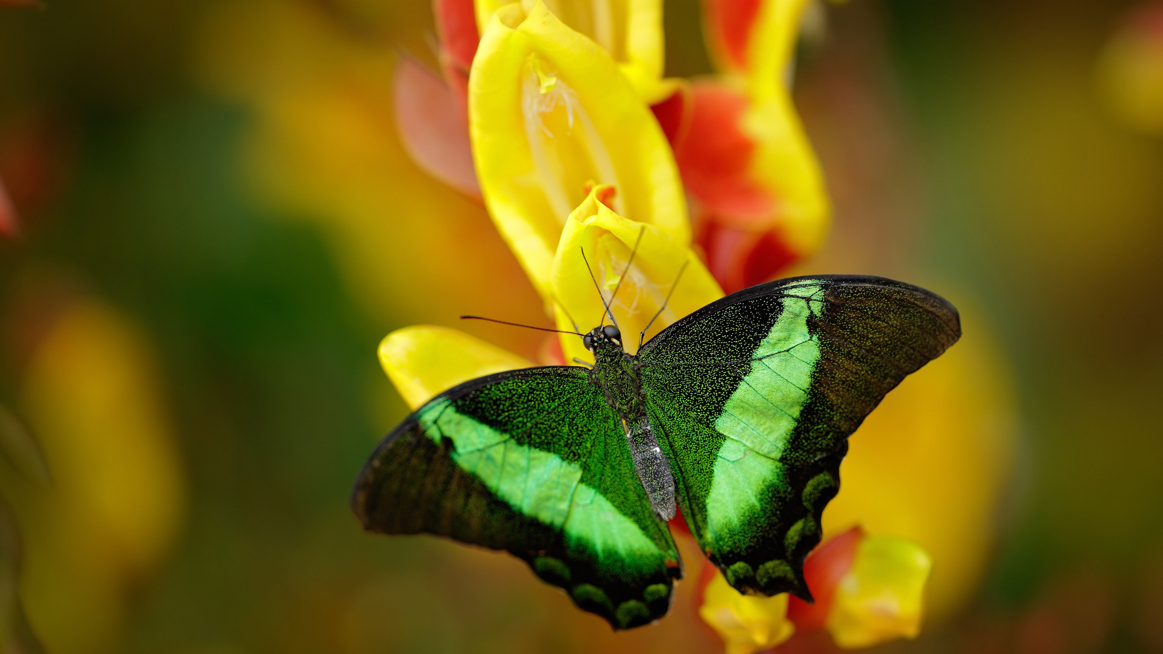 神话续写新篇!门迪如守护神高能输出,希腊智慧终结马里