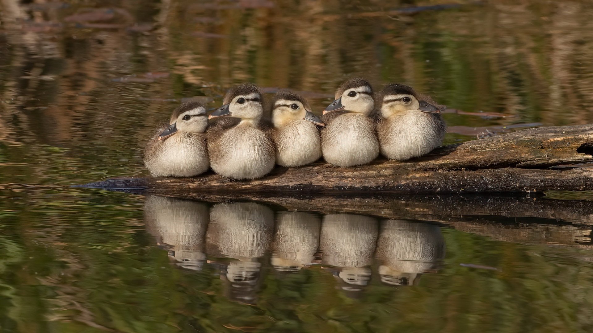 拉梅洛冷血三分定乾坤，骑士客场20分打穿鹈鹕剑指东区前四