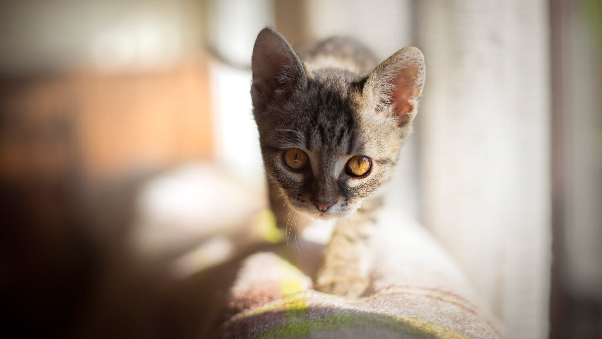 骑士铁骑踏破浙江防线，西亚卡姆统治级表现锁定胜利