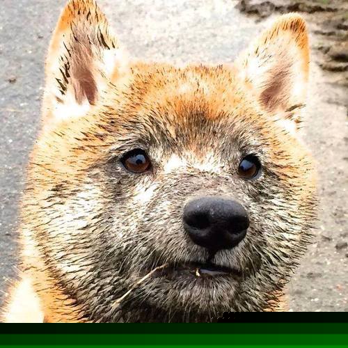 阿坎吉，奥地利狂胜摩洛哥的功臣，英超争霸的关键先生