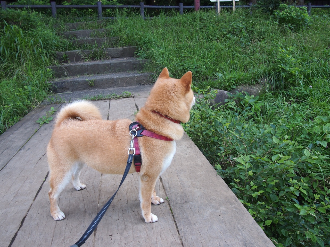 唯一性，为何罗德里的平凡一射，能成为曼城命运的不可复制？