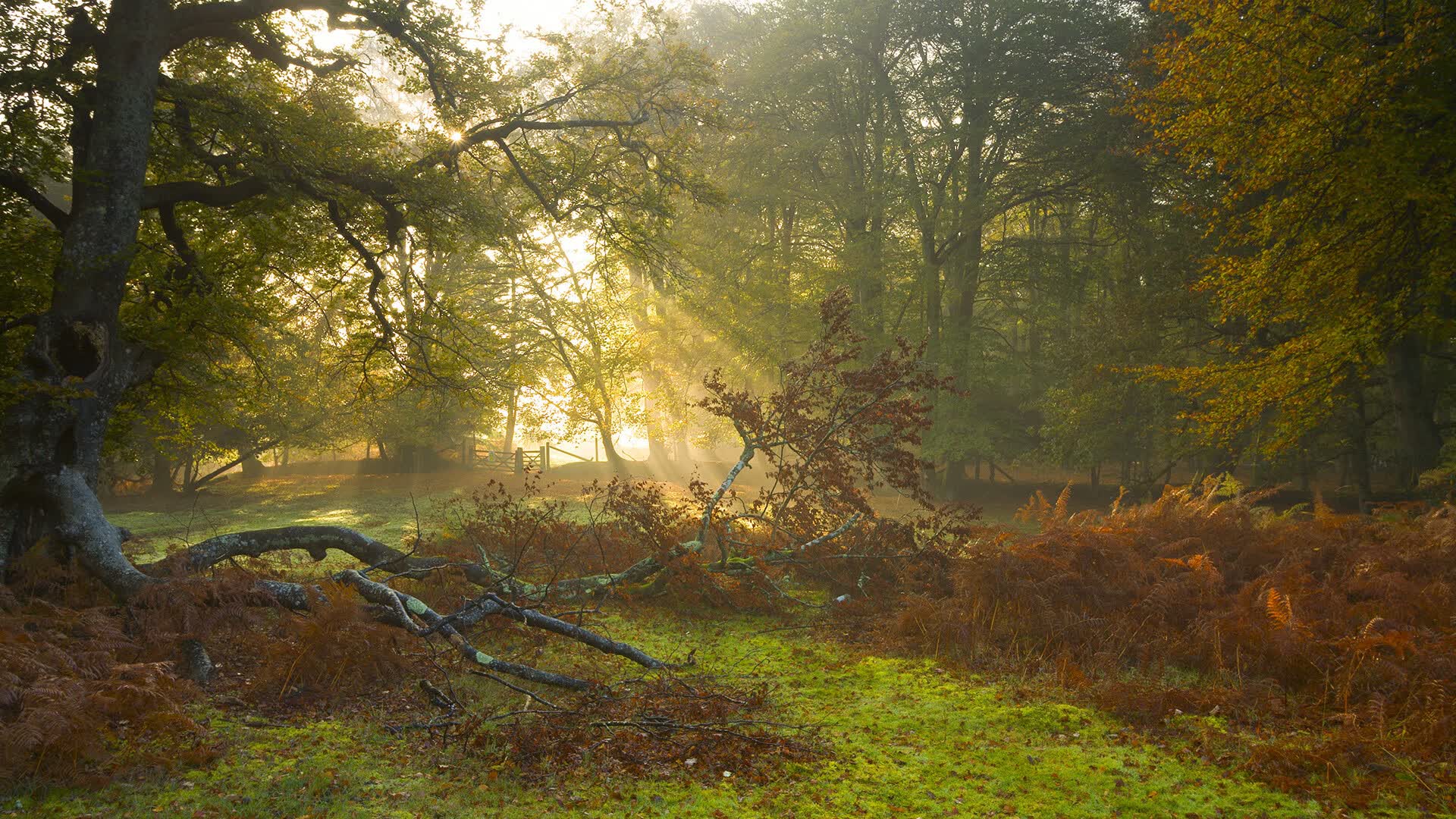 冰与火的博弈,当久保建英的魔法遇上冰岛的维京战吼—2026世界杯E组焦点战颠覆所有剧本