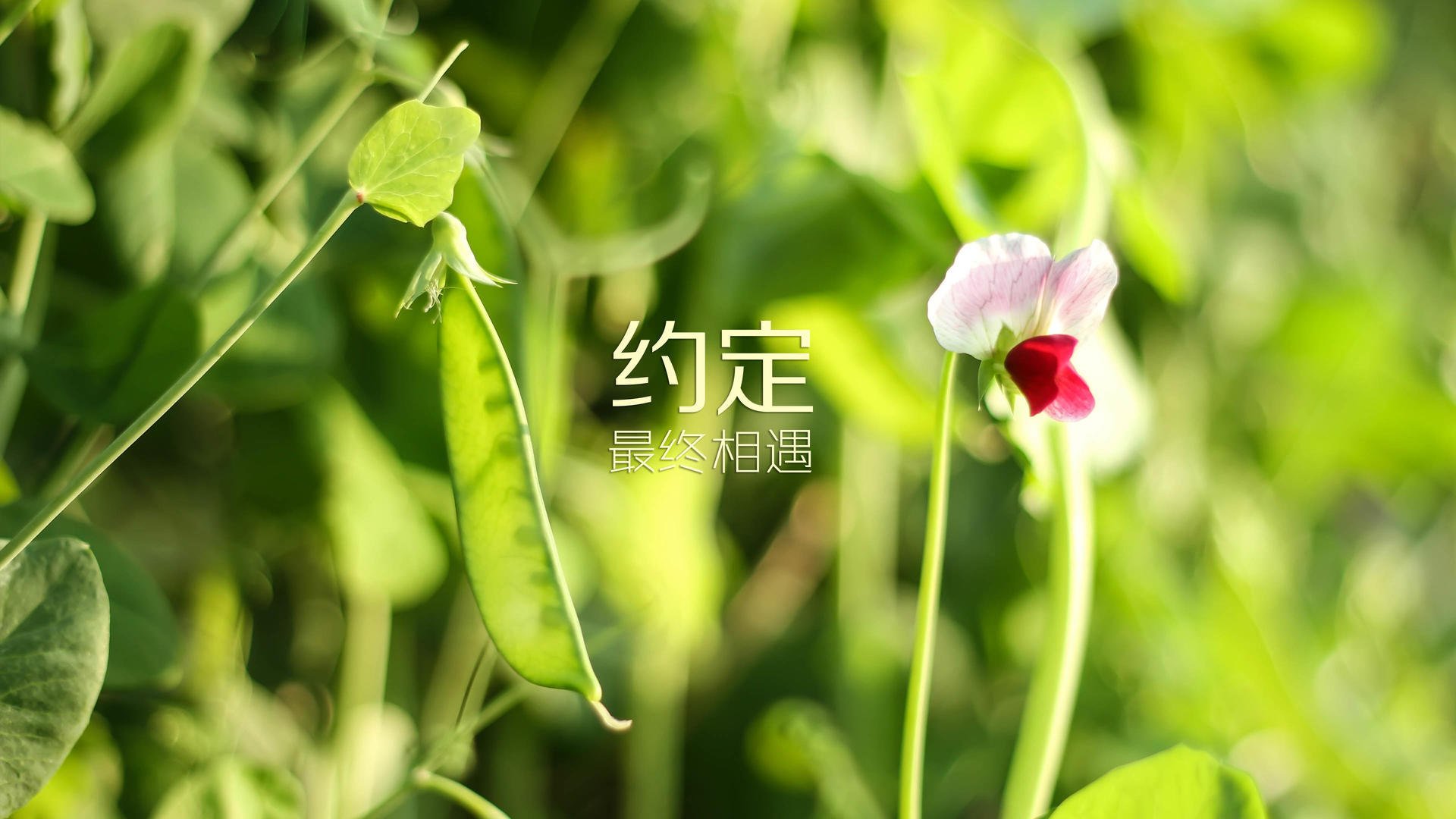 蓝白狂飙与绿洲风暴,2026世界杯F组,乌拉圭的钢铁洪流如何碾碎伊拉克,以及萨内如何点燃攻守转换的闪电战